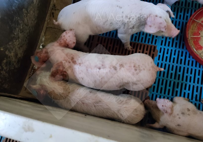 Figura 3. En más del 40% de las secciones de piel de cerdos con Epidermitis Exudativa, se demostró la infección concurrente de PCV2 y PPV junto con Staphylococcus hyicus. 